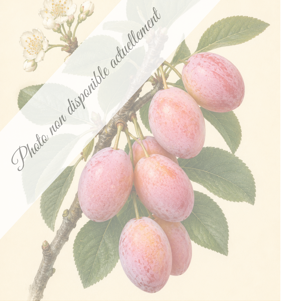 [REF010] Caprane (Porte-greffes Myrobolan; forte vigueur)