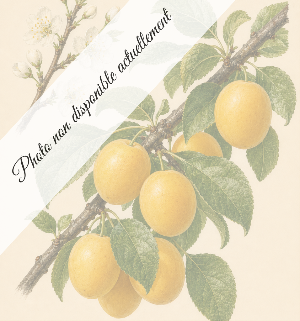 Fausse mirabelle / Ste Catherine