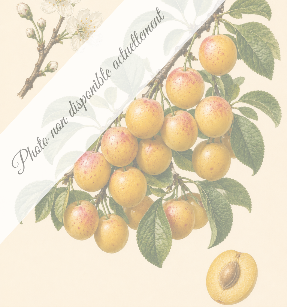 Mirabelle