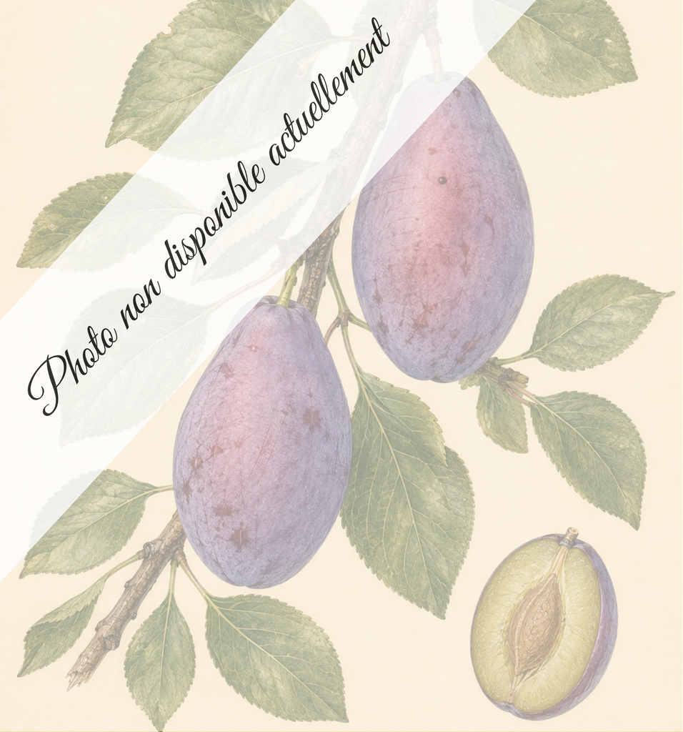 [REF032] Prune d'Ente (Porte-greffes Myrobolan; forte vigueur)