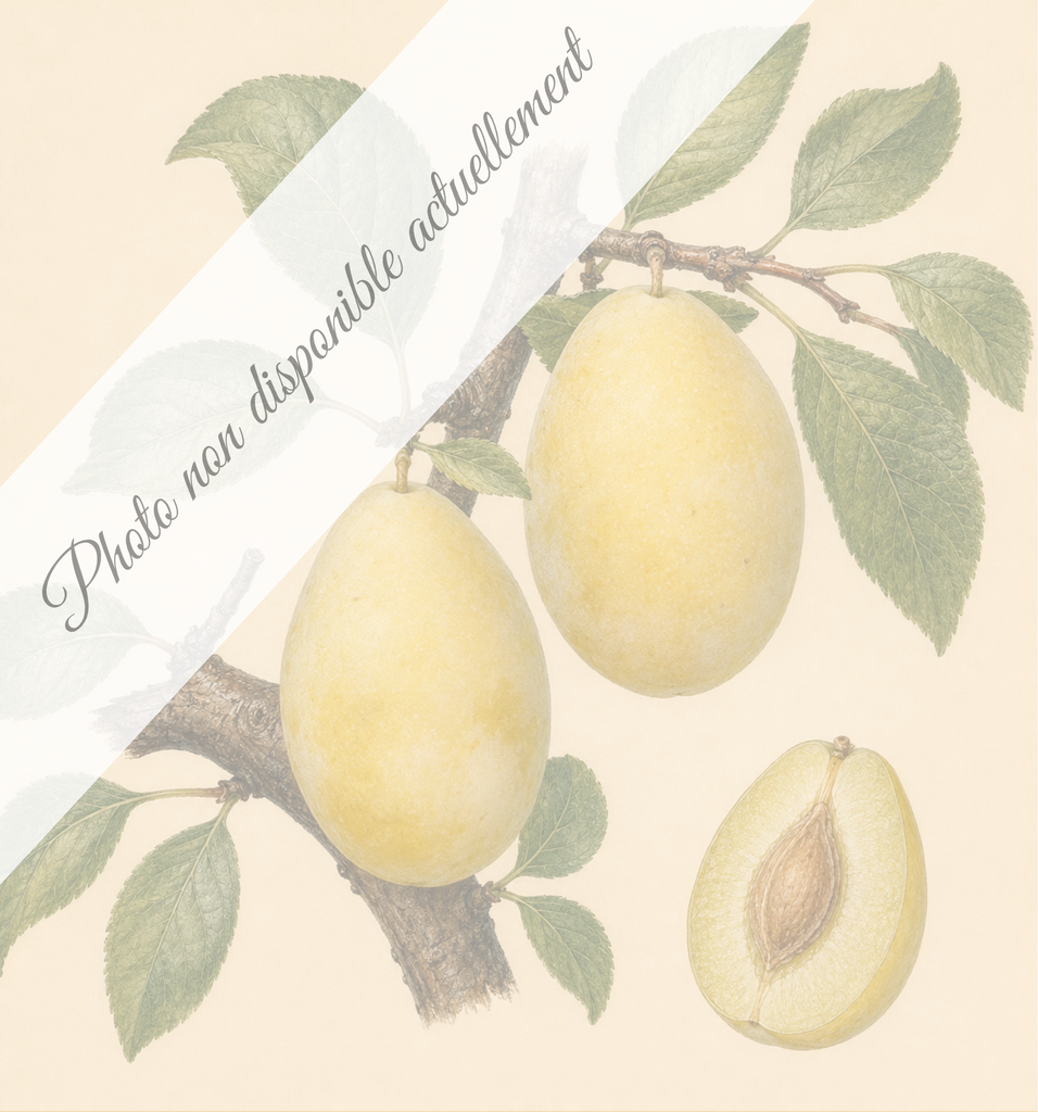 [REF035] Prune d'Ente Blanche (Porte-greffes Myrobolan; forte vigueur)