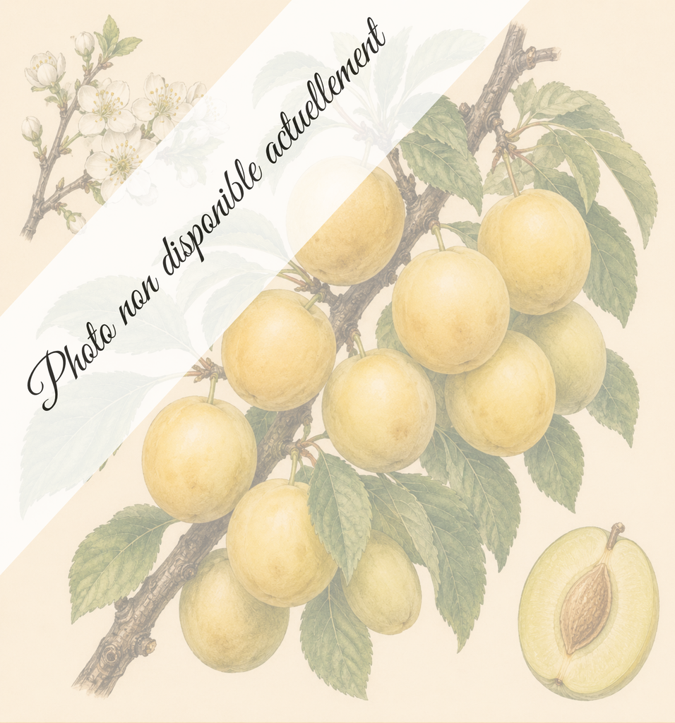 [REF043] Reine Claude d'Oullins (Porte-greffes Myrobolan; forte vigueur)