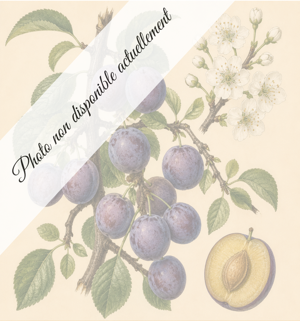 Reine Claude violette