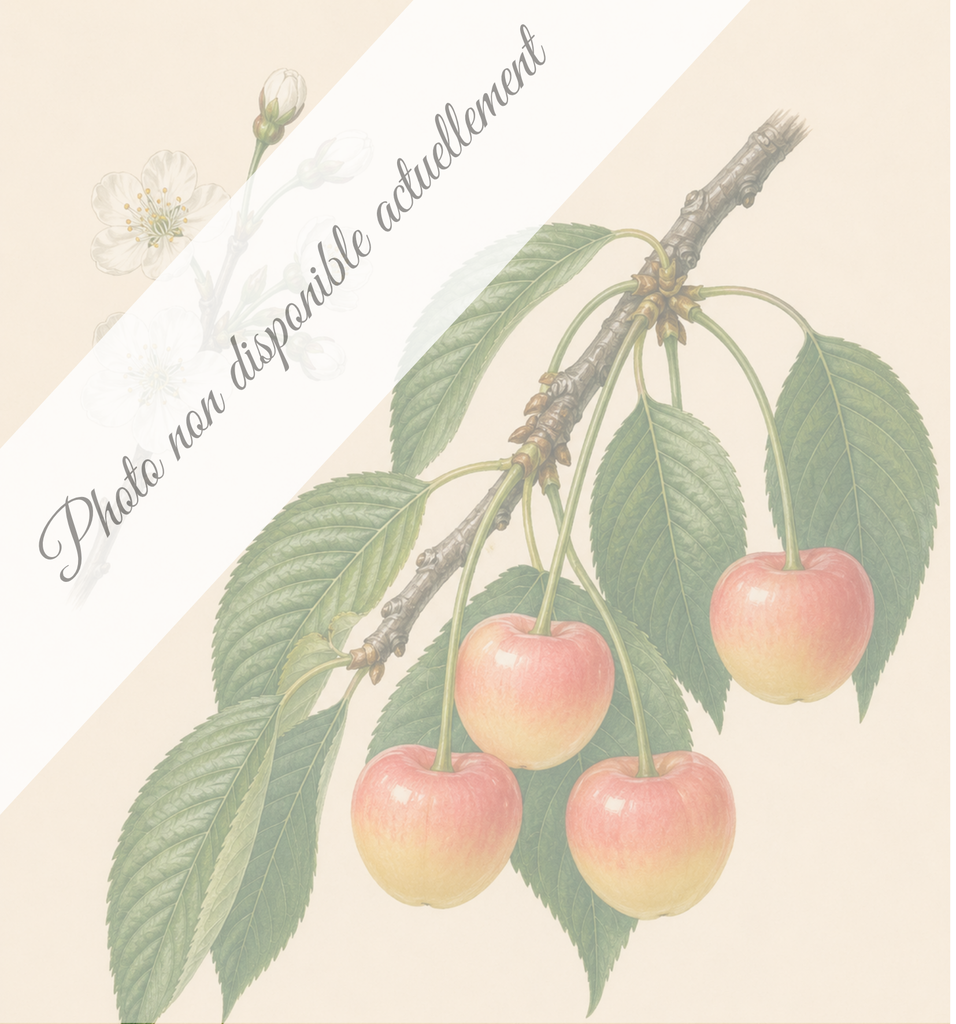 Blancale précoce (Bigarreau)