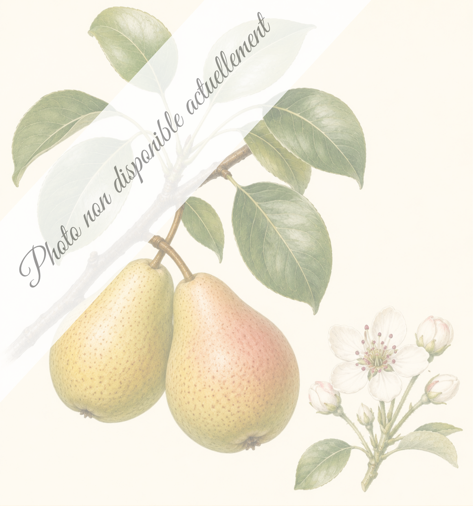 [REF109] Beurré giffard (Porte-greffe Franc Kirshensaller; vigueur forte)