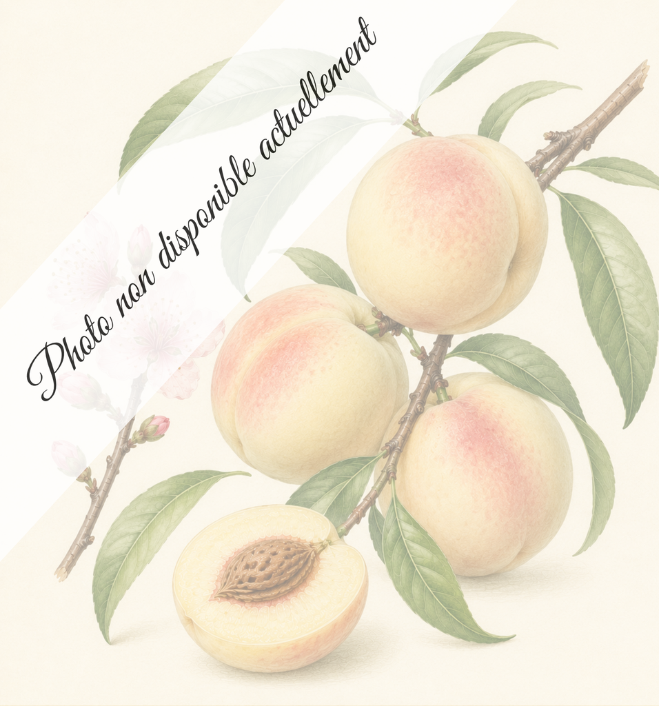 Brugnon blanc