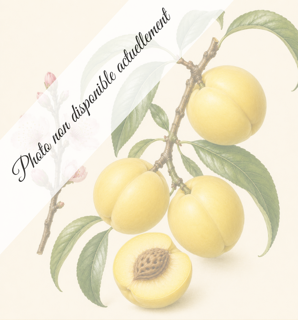 Brugnon canari