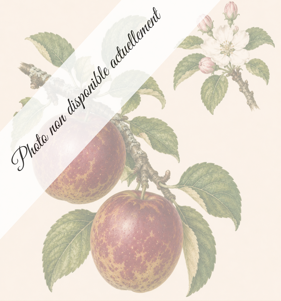 Friandise