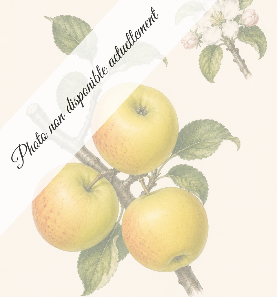 [REF262] Pomme de glace (Porte-greffe MM111; vigueur moyenne)