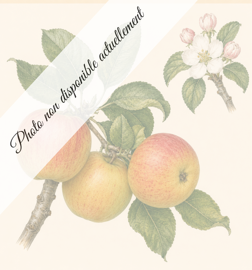 [REF270] Reine reinette