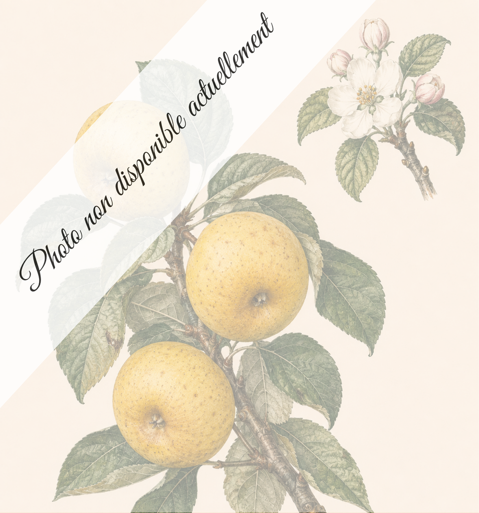 [REF274] Reinette clochard (Porte-greffe M7; vigueur moyenne à faible)