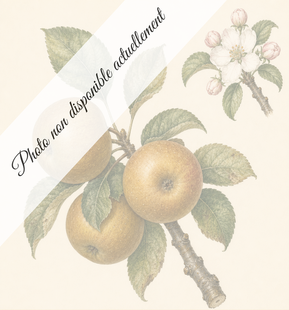 [REF279] Reinette de Saintonge