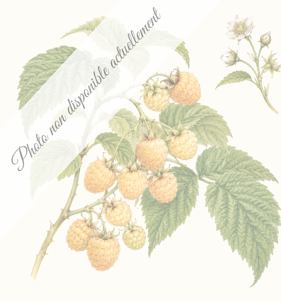 Framboisier Fall gold