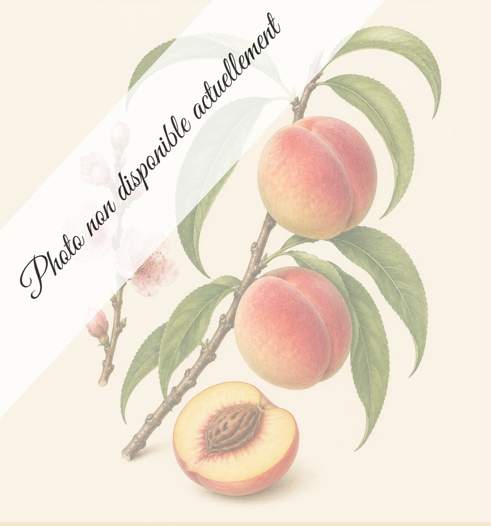 Belle angevine