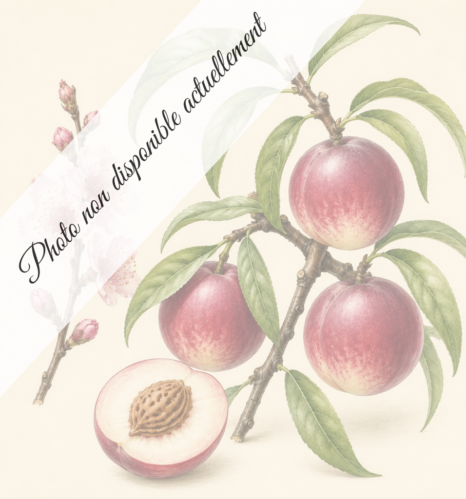 [REF351] Brugnon rosé de septembre (Porte-greffes Missour; Moyenne vigueur)