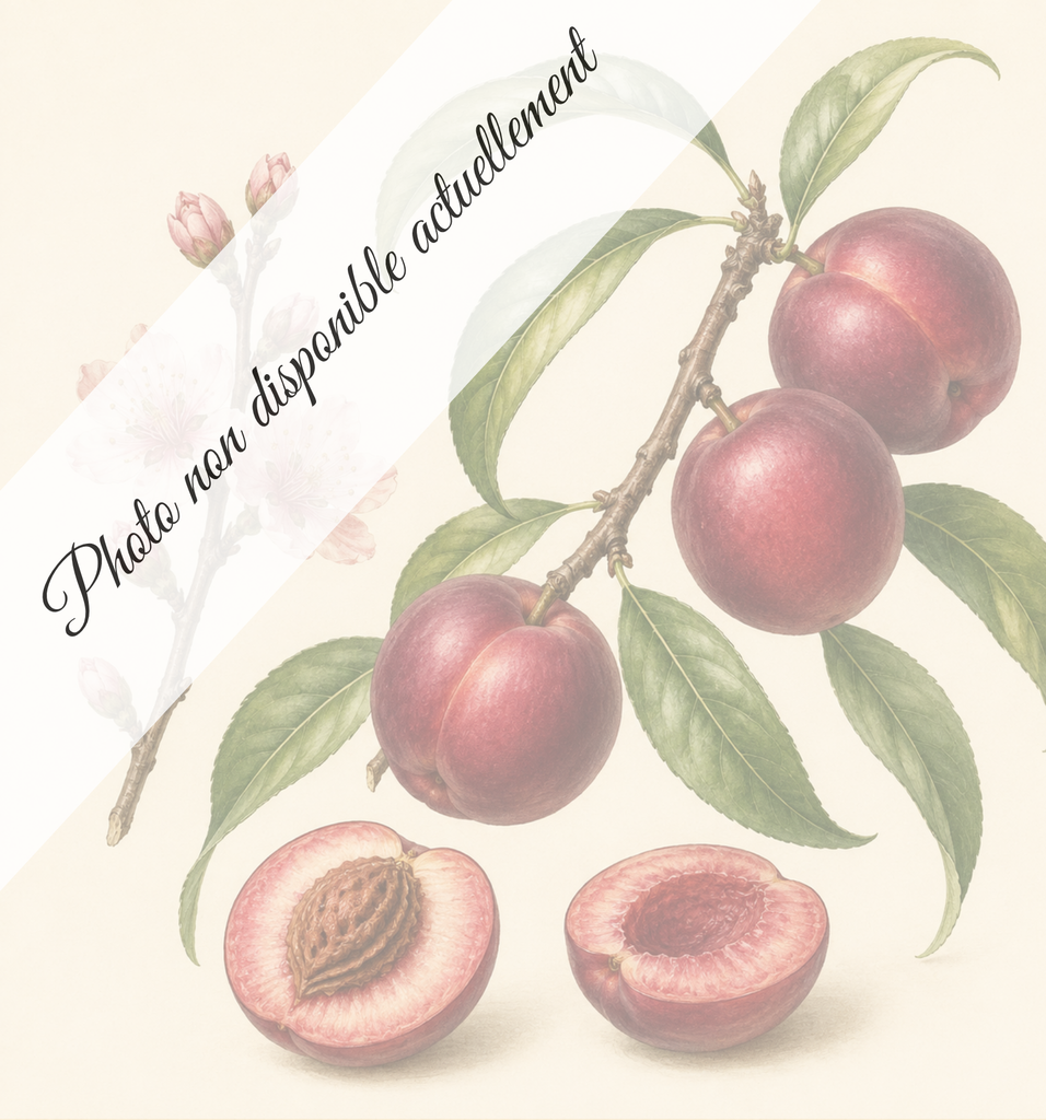 Brugnon rouge d'août
