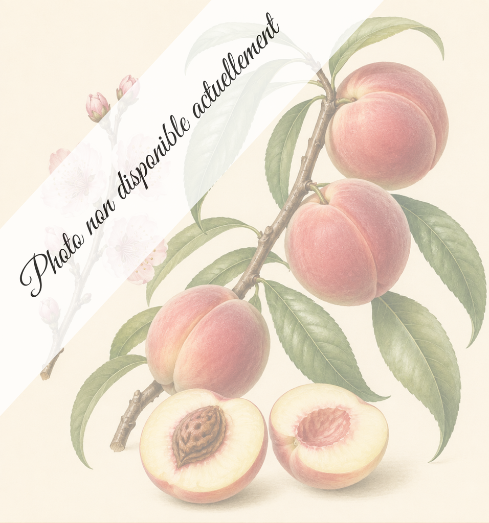 [REF354] Charles roux (Porte-greffes Missour; Moyenne vigueur)